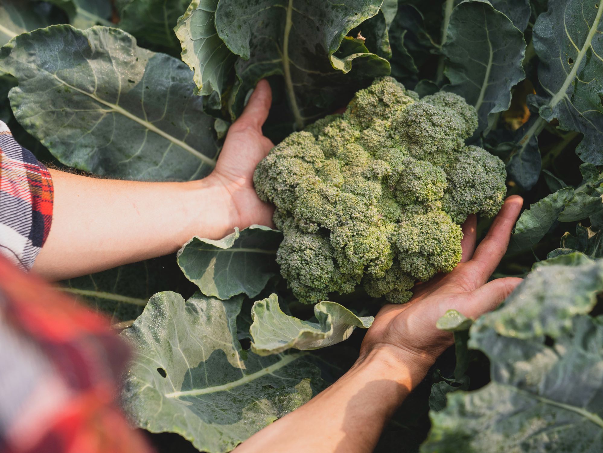 Hands harvesting fresh broccoli from the garden