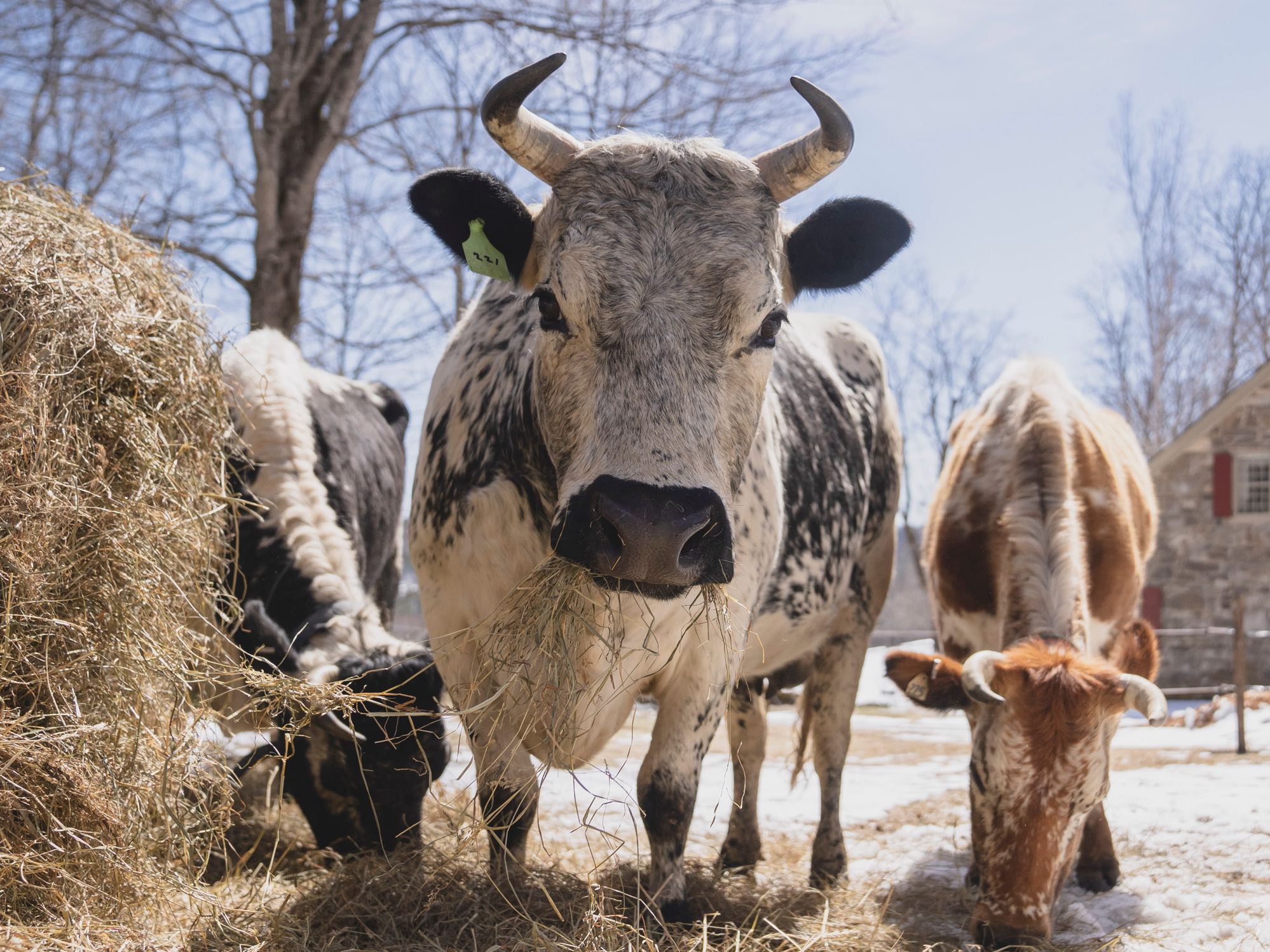 Heritage cattle eating hay in winter