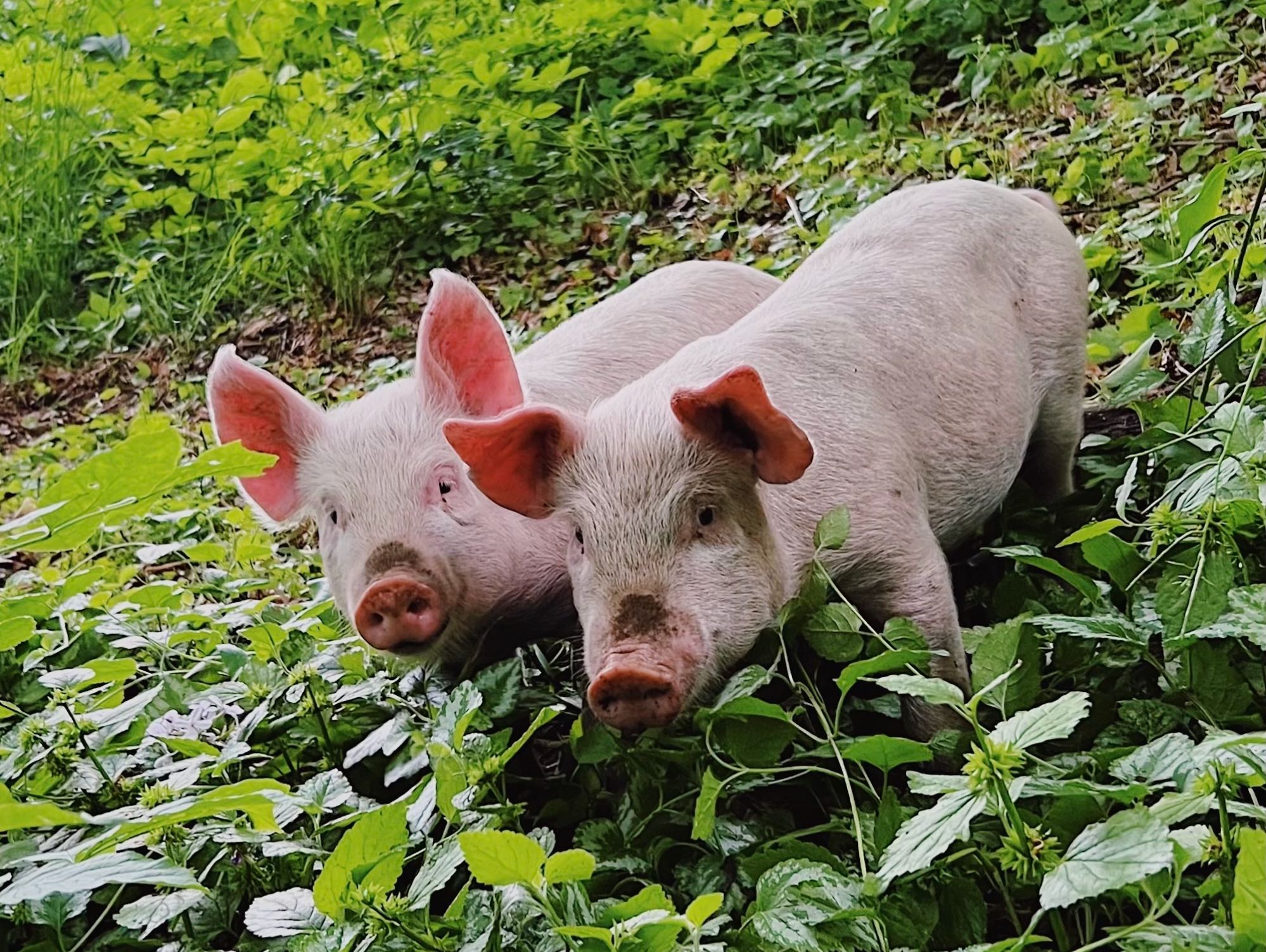 Pasture-raised piglets in the green undergrowth